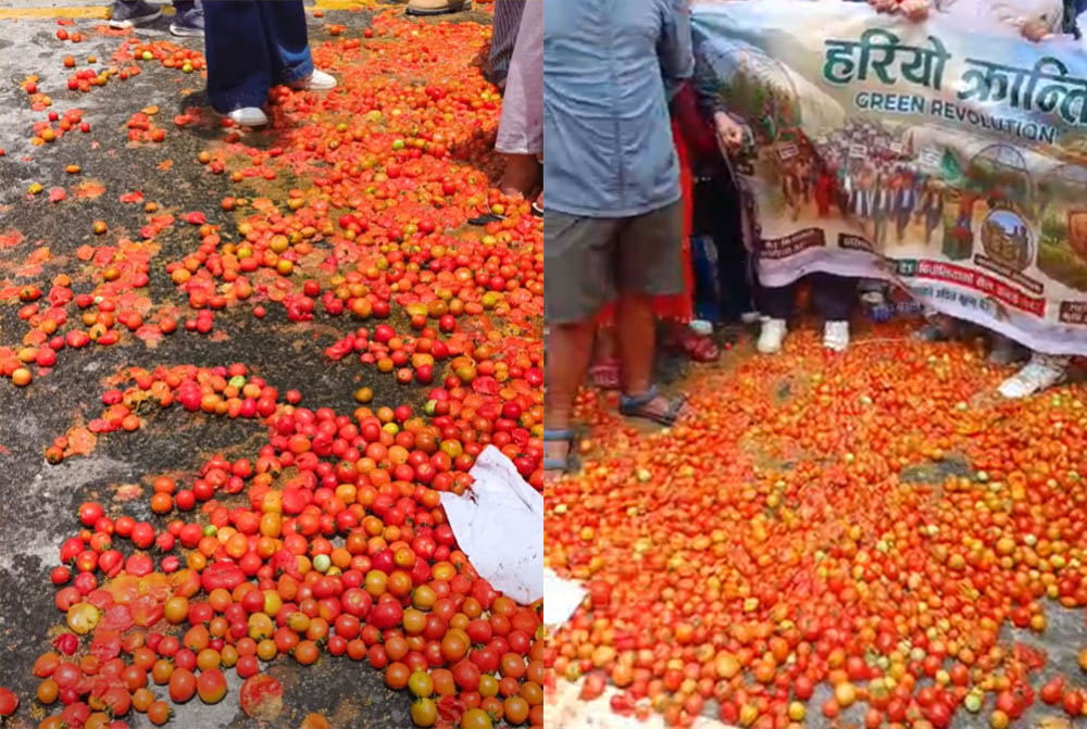 उचित मूल्य र बजारको माग गर्दै किसानले माइतीघरमा टमाटर सडकमा फाले