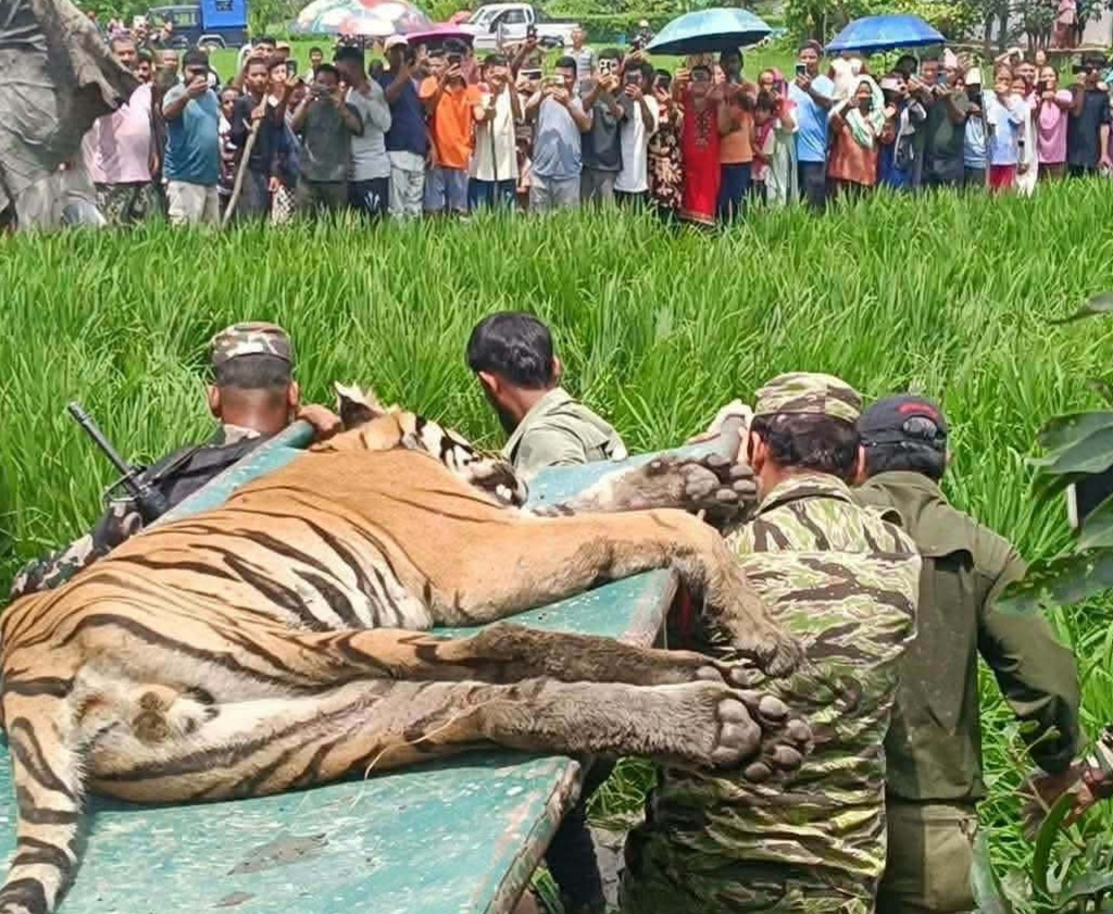 राप्तीको बस्तीमा पसेर आतंक मच्चाउने बाघ नियन्त्रणमा
